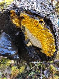 Attēlu rezultāti vaicājumam “Antrodia malicola”