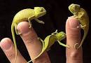 Chameleons