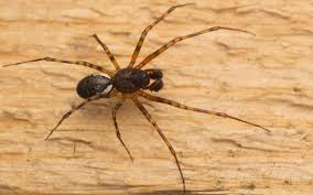 Attēlu rezultāti vaicājumam “Neriene montana”