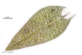 Attēlu rezultāti vaicājumam “Pohlia cruda”