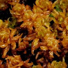 Attēlu rezultāti vaicājumam “Sphagnum balticum”