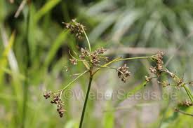 Attēlu rezultāti vaicājumam “Scirpus sylvaticus flower”