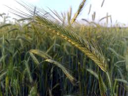 Attēlu rezultāti vaicājumam “Secale cereale”