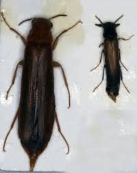 Attēlu rezultāti vaicājumam “Hylecoetus dermestoides male”