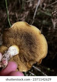 Attēlu rezultāti vaicājumam “Suillus bovinus”