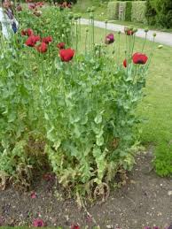 Image result for Papaver somniferum