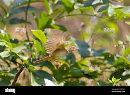 Image result for Phylloscopus schwarzi
