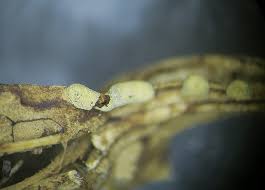 Attēlu rezultāti vaicājumam “Didymium megalosporum macro”