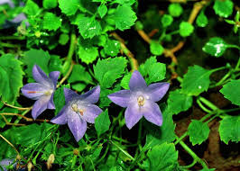 Image result for Campanula isophylla