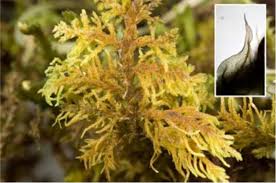 Attēlu rezultāti vaicājumam “Calliergonella lindbergii”