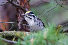 Attēlu rezultāti vaicājumam “Picoides tridactylus”