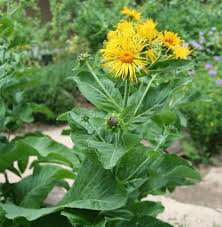 Image result for Inula helenium
