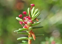 Attēlu rezultāti vaicājumam “Empetrum nigrum flower”