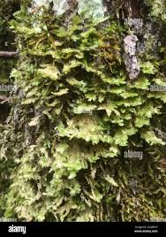 Attēlu rezultāti vaicājumam “Neckera pennata”