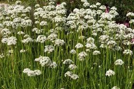 Image result for Schnittknoblauch