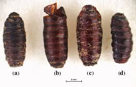 Attēlu rezultāti vaicājumam “Acronicta megacephala larva”