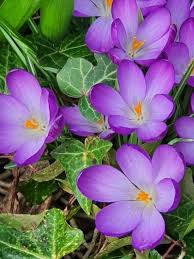Attēlu rezultāti vaicājumam “Crocus tommasinianus flower”