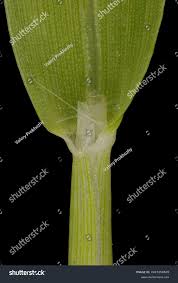 Attēlu rezultāti vaicājumam “Digitaria ischaemum leaf”