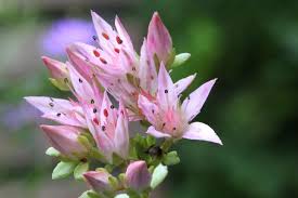 Attēlu rezultāti vaicājumam “Phedimus spurius flower”