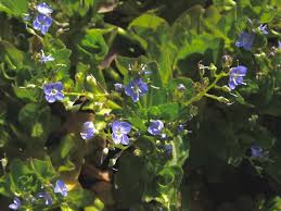 Attēlu rezultāti vaicājumam “Veronica beccabunga bud”