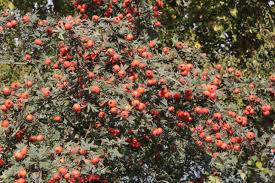 Attēlu rezultāti vaicājumam “Crataegus x macrocarpa”
