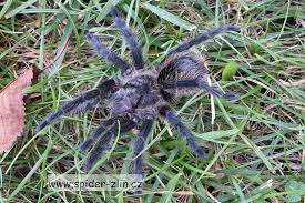 Znalezione obrazy dla zapytania Grammostola grossa