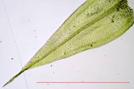 Attēlu rezultāti vaicājumam “Sciuro-hypnum curtum sporophyte”