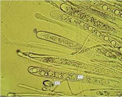 Attēlu rezultāti vaicājumam “Helvella macropus”