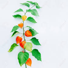 Attēlu rezultāti vaicājumam “Physalis alkekengi leaf”
