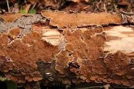 Attēlu rezultāti vaicājumam “Trichaptum abietinum”