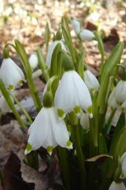 Attēlu rezultāti vaicājumam “Leucojum vernum var. carpathicum flower”