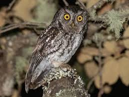 Attēlu rezultāti vaicājumam “Strigiformes”