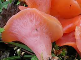 Attēlu rezultāti vaicājumam “Tremiscus helvelloides”