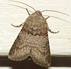 Attēlu rezultāti vaicājumam “Badhamiopsis scripta”