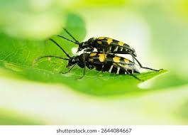 Attēlu rezultāti vaicājumam “Leptura quadrifasciata”