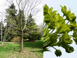 Attēlu rezultāti vaicājumam “Acer platanoides bud”