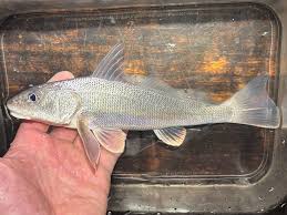 Image result for Menticirrhus littoralis