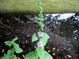 Attēlu rezultāti vaicājumam “Mentha x verticillata leaf”