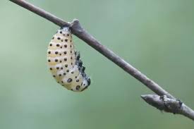 Attēlu rezultāti vaicājumam “Chrysomela populi”