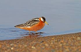 Attēlu rezultāti vaicājumam “Phalaropus fulicarius adult”