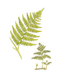 Attēlu rezultāti vaicājumam “Pteridium aquilinum”