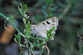 Attēlu rezultāti vaicājumam “Protoschinia scutosa”