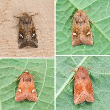 Attēlu rezultāti vaicājumam “Amphipoea”