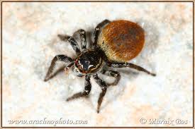 Attēlu rezultāti vaicājumam “Xanthogramma sp.”