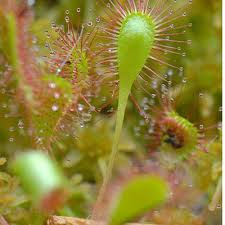 Attēlu rezultāti vaicājumam “Drosera x obovata”