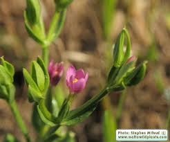 Attēlu rezultāti vaicājumam “Centaurium littorale leaf”