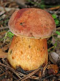 Attēlu rezultāti vaicājumam “Boletus luridus”