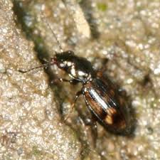 Attēlu rezultāti vaicājumam “Bembidion sp.”