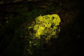 Attēlu rezultāti vaicājumam “Lycogala irregulare young”