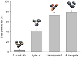 Attēlu rezultāti vaicājumam “Apion sp.”